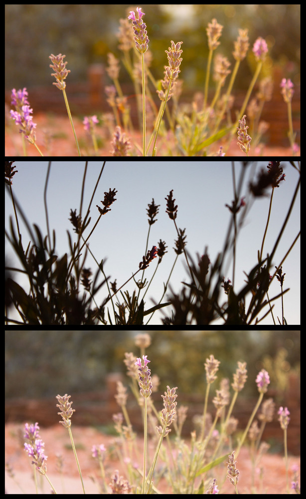 Profumo di lavanda