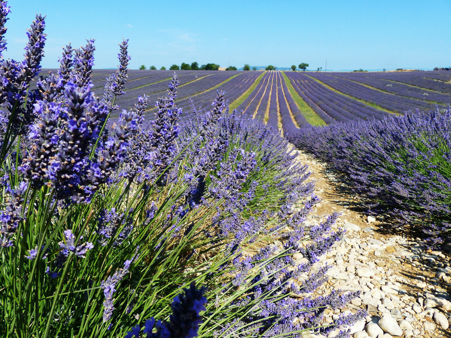 profumo di lavanda