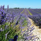 profumo di lavanda