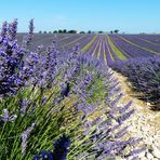 profumo di lavanda