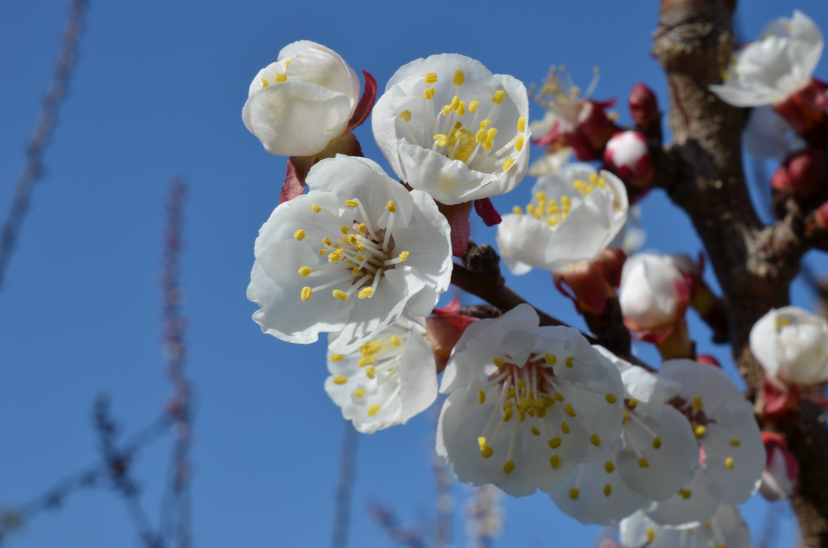 Profumo di Primavera