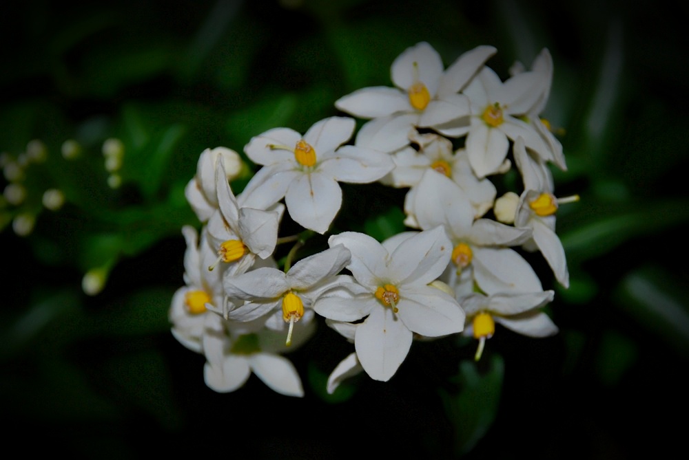 Profumo di primavera...