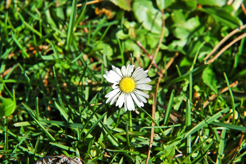 profumo di primavera...