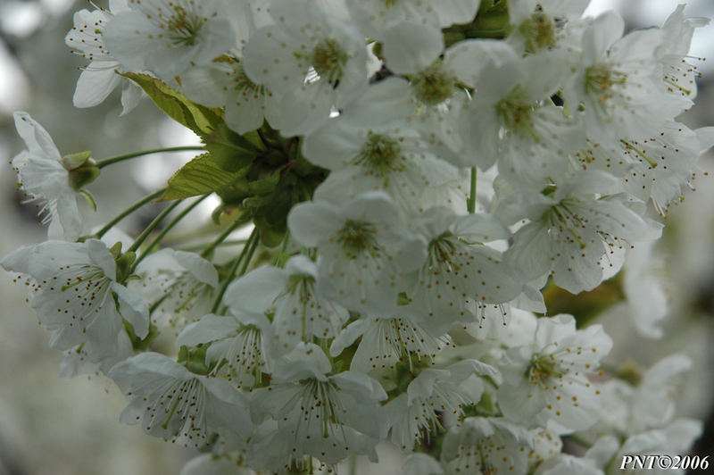 Profumo di primavera