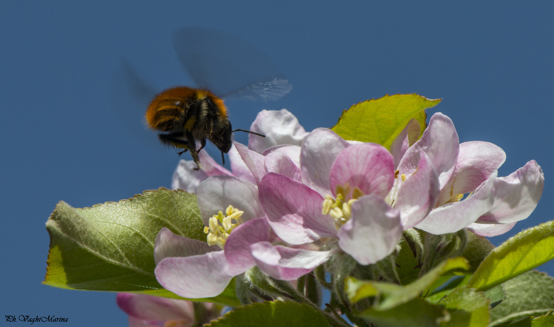 Profumo di primavera