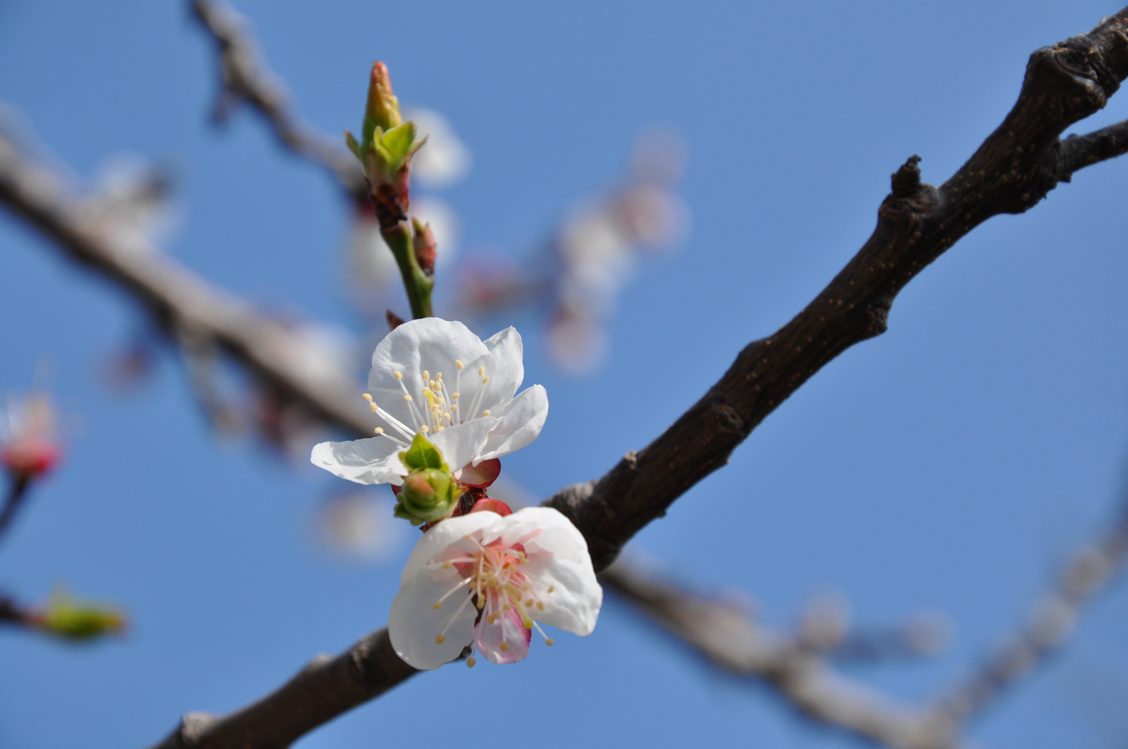 ...profumo di primavera...