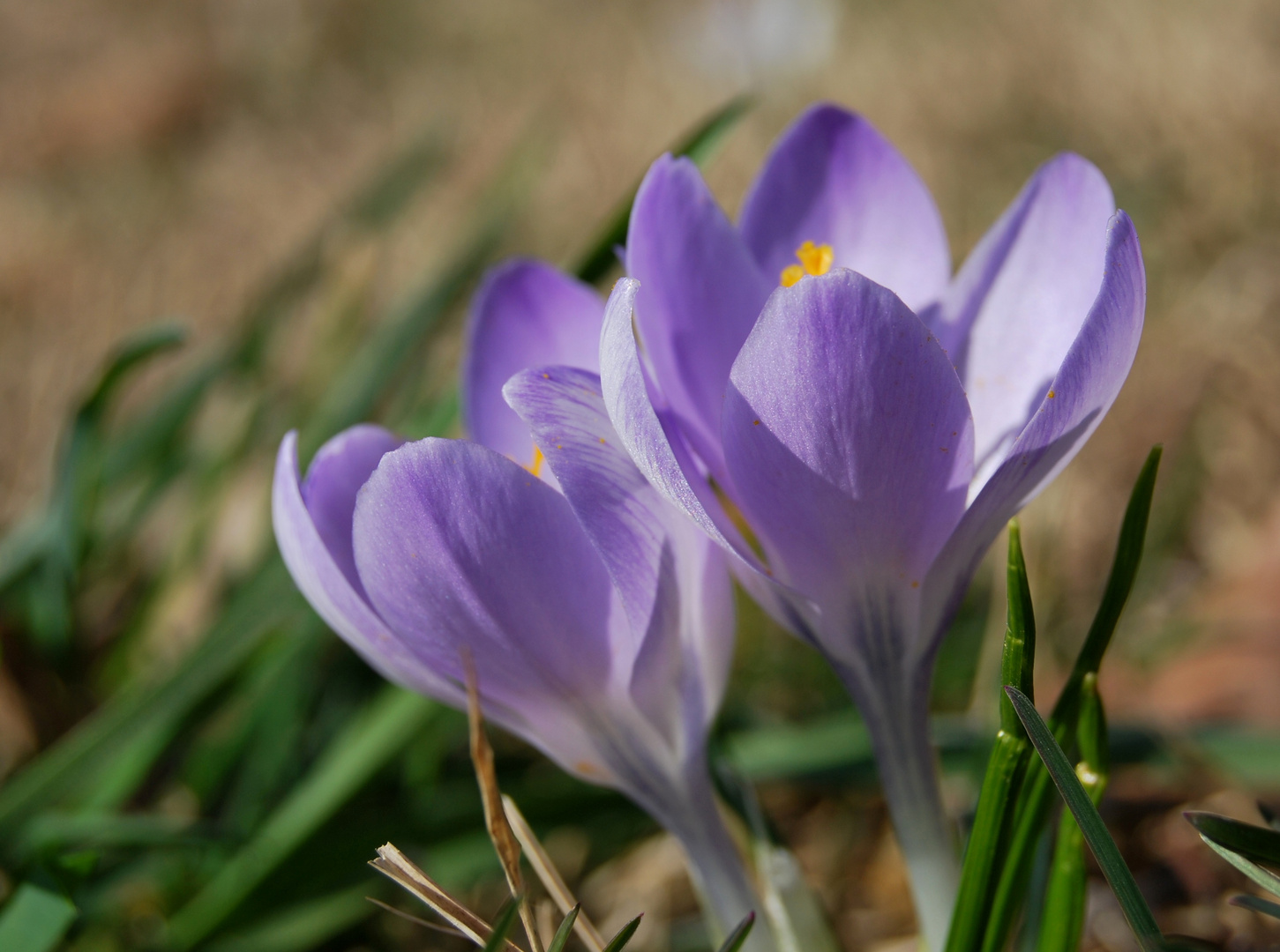 profumo di primavera....finalmente!!!