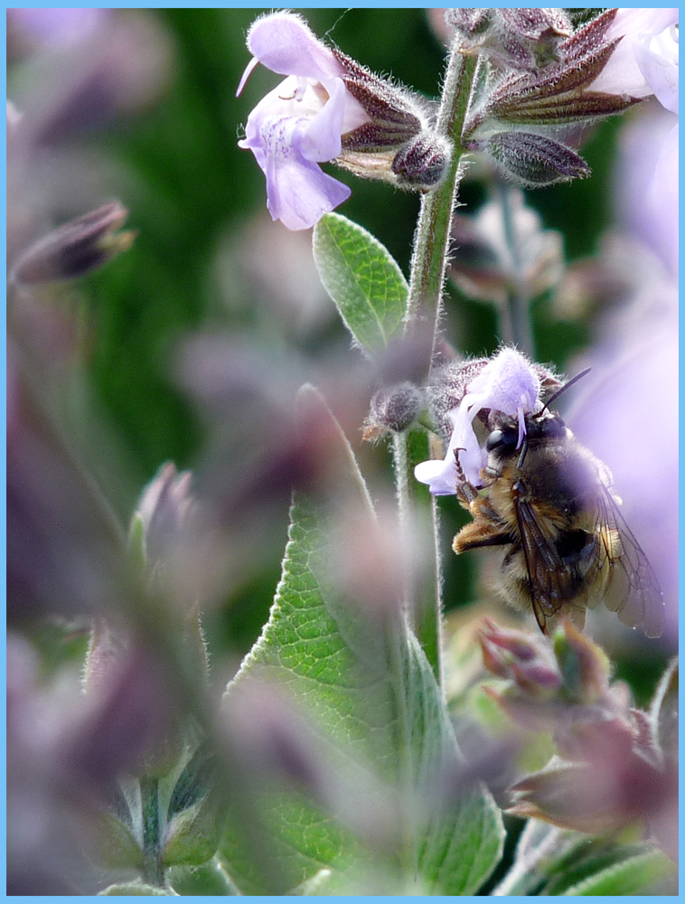 Profumo di salvia