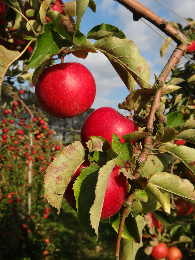 Profusion de pommes