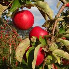 Profusion de pommes