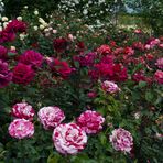 profusion  de roses 3