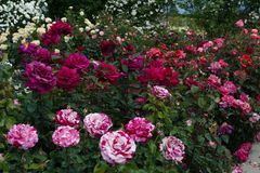 profusion  de roses 3