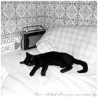 Projekt "1 / Film" (001): mein Jugendzimmer mit Katze "Mohrle" und Radio "Schaub Lorenz"