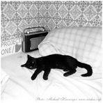 Projekt "1 / Film" (001): mein Jugendzimmer mit Katze "Mohrle" und Radio "Schaub Lorenz"