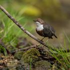 Projekt Blau: Die Wasseramsel Nr.2