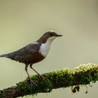 Projekt Blau: Wasseramsel