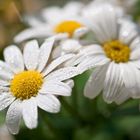 Projekt "Blumen meiner Frau auf dem Balkon"