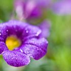 Projekt "Blumen meiner Frau auf dem Balkon"