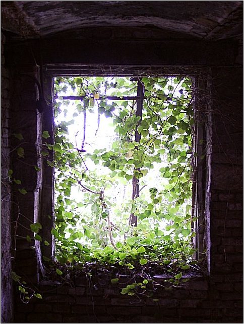 Projekt Fenster- bilder: Verlassen - Aber die Natur lebt weiter