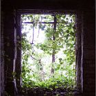 Projekt Fenster- bilder: Verlassen - Aber die Natur lebt weiter