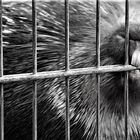 Projekt: Gefangenschaft im Zoo Bild 4