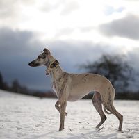 Projekt Greyhoundart