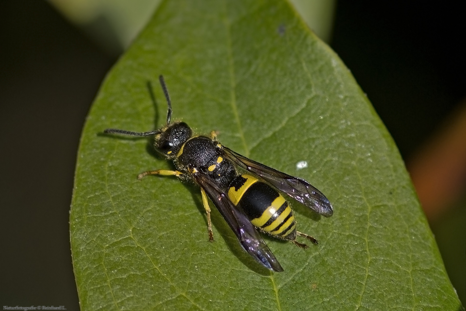 Projekt " Insekten in unserem Garten " :   Ancistrocerus nigricornis 