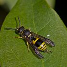 Projekt " Insekten in unserem Garten " :   Ancistrocerus nigricornis 