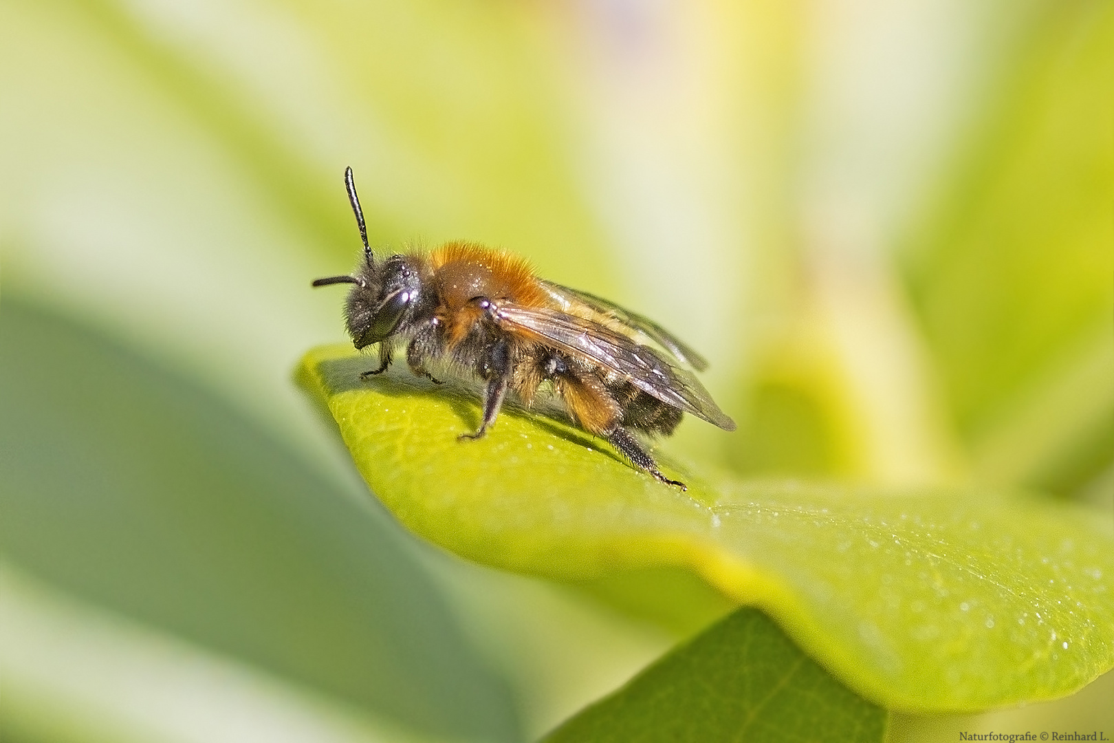 Projekt " Insekten in unserem Garten " :   Andrena bicolor 