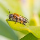 Projekt " Insekten in unserem Garten " :   Andrena bicolor 