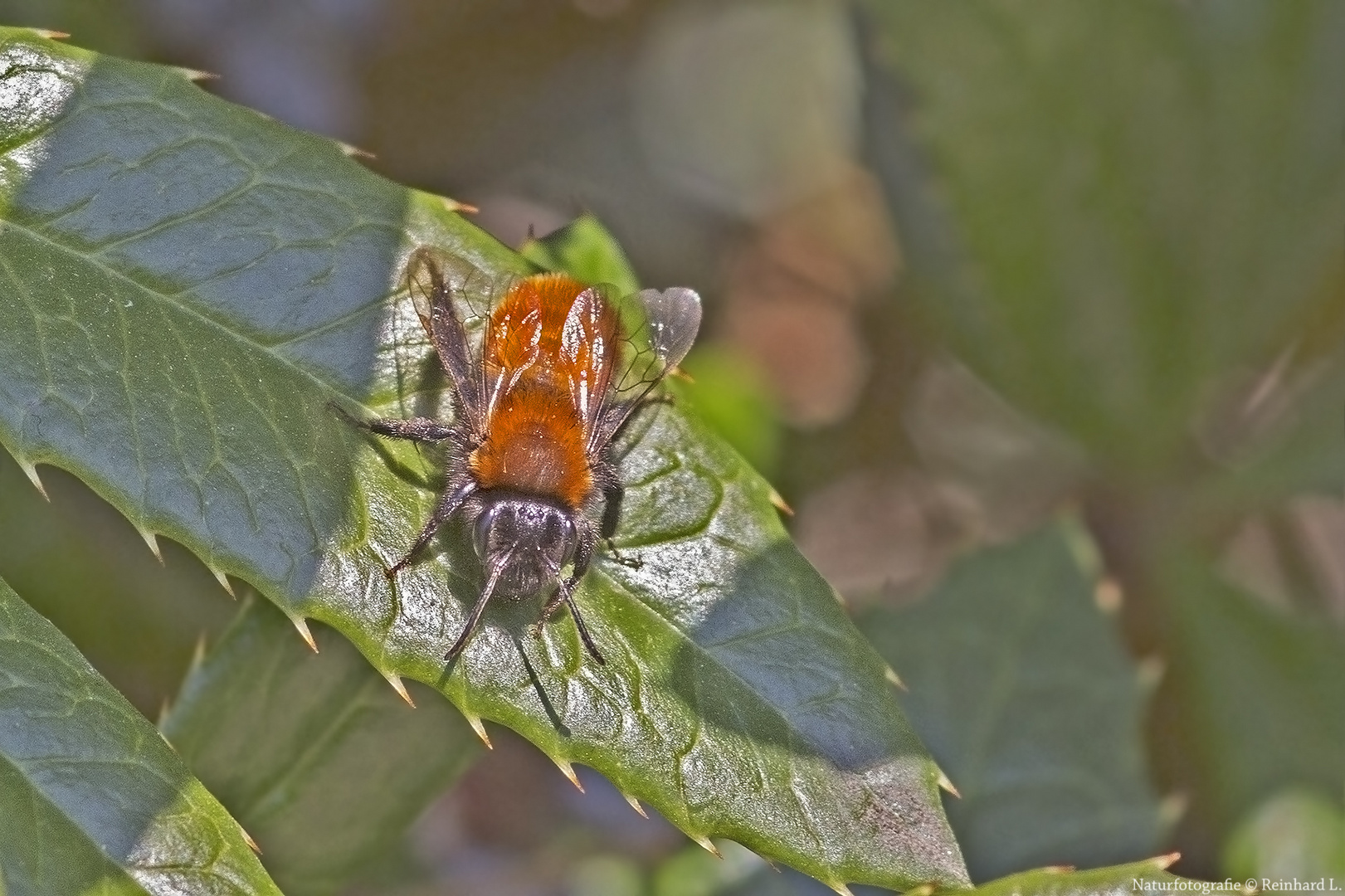  Projekt " Insekten in unserem Garten " : Andrena fulva