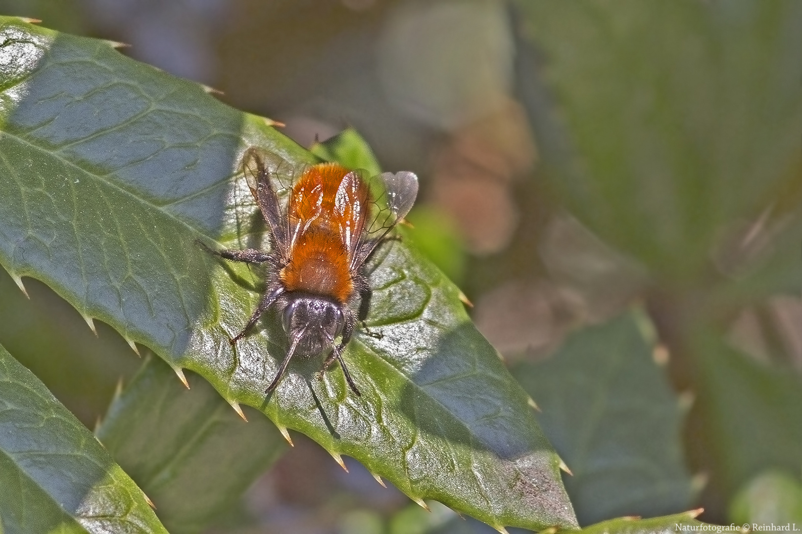 Projekt &quot; Insekten in unserem Garten &quot; Andrena fulva
