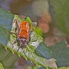  Projekt " Insekten in unserem Garten " : Andrena fulva