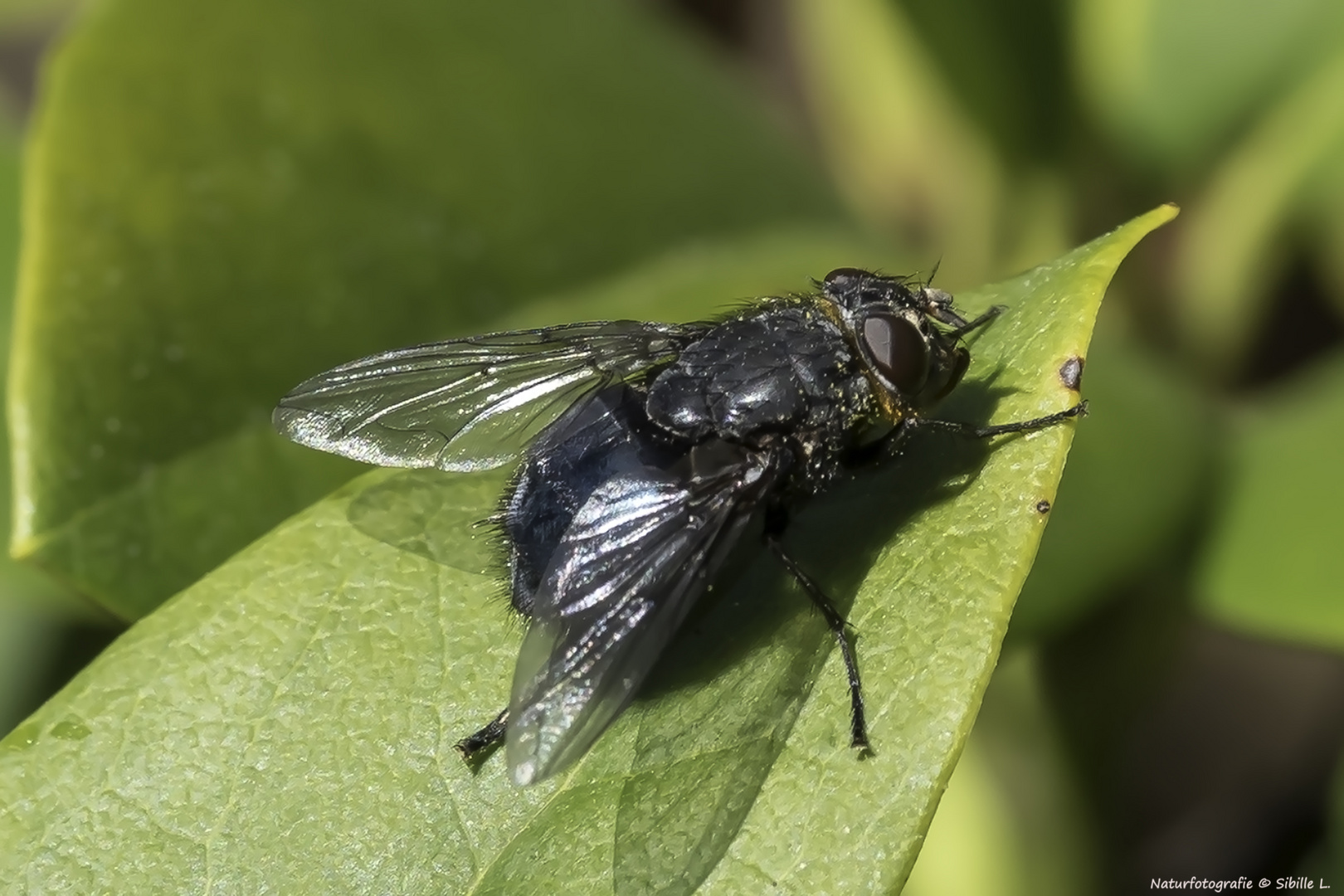 Projekt " Insekten in unserem Garten " Blaue Schmeißfliege