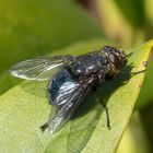 Projekt " Insekten in unserem Garten " Blaue Schmeißfliege (Calliphora vicina) 