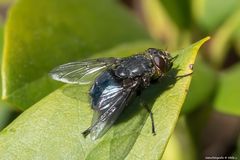 Projekt " Insekten in unserem Garten " Blaue Schmeißfliege (Calliphora vicina) 