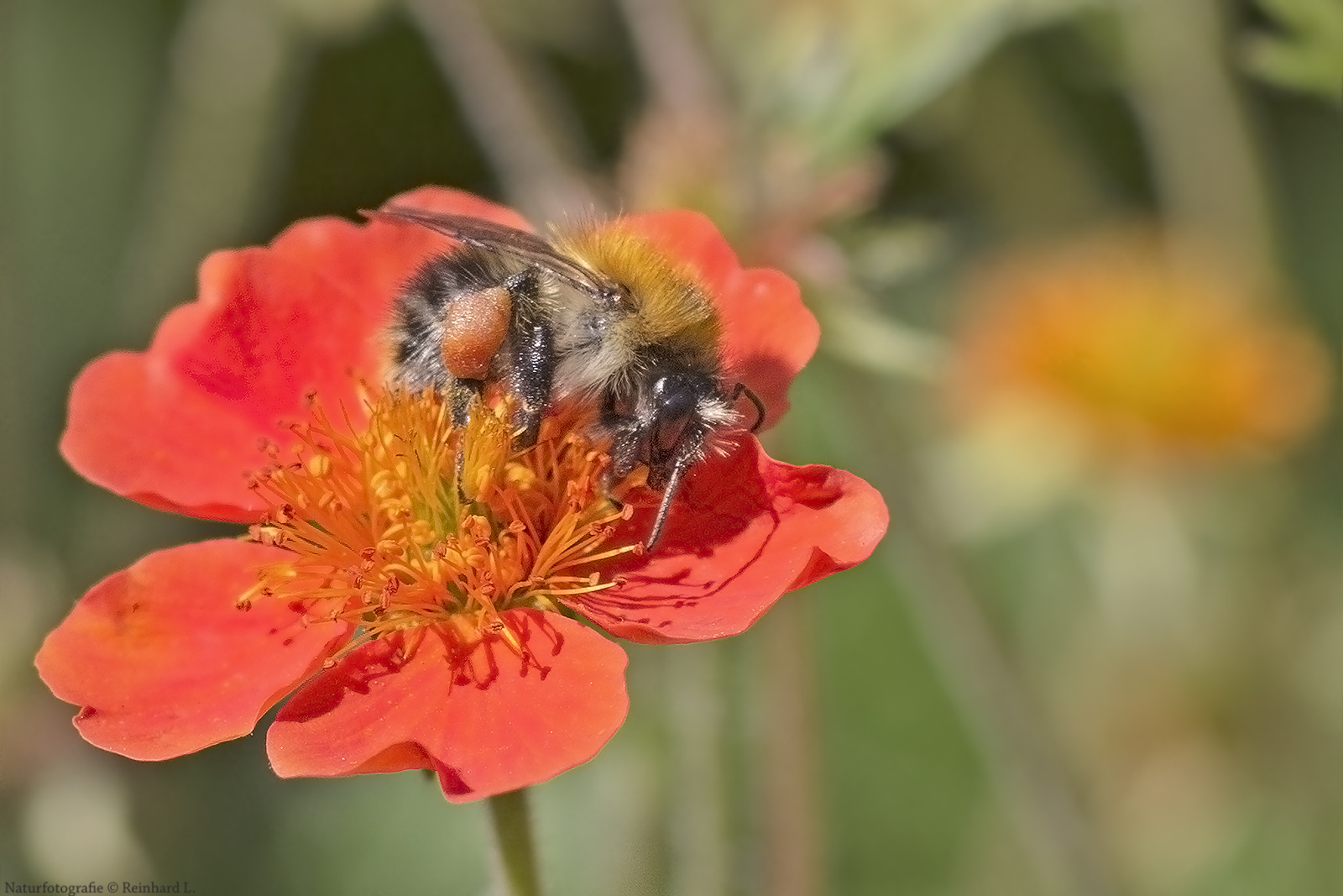 Projekt " Insekten in unserem Garten " :   Bombus pascuorum