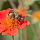 Projekt " Insekten in unserem Garten " :   Bombus pascuorum