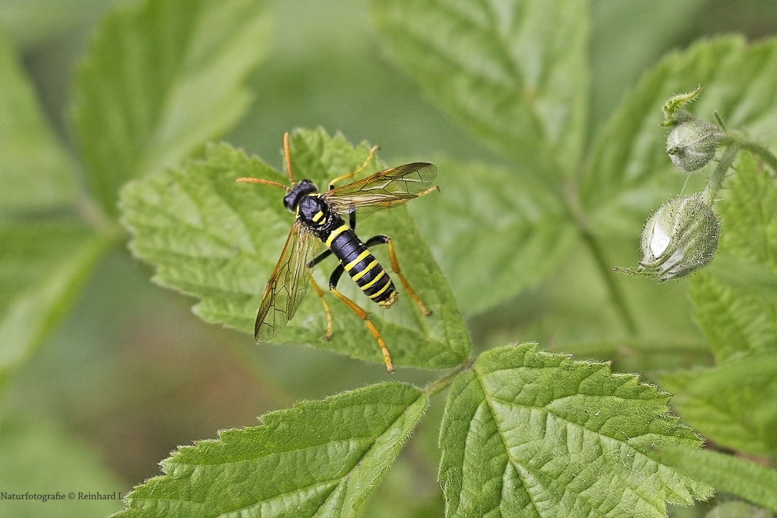 Projekt " Insekten in unserem Garten " : Braunwurzblattwespe  