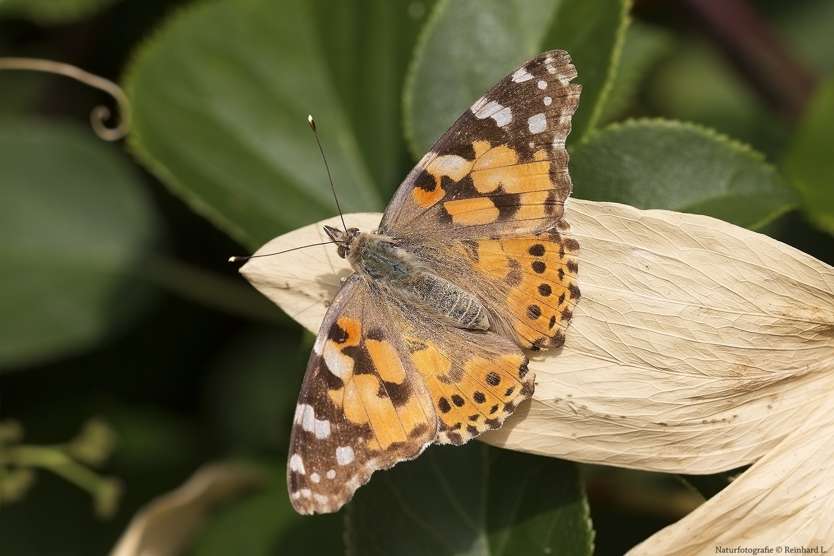 Projekt " Insekten in unserem Garten " : Distelfalter