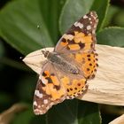 Projekt " Insekten in unserem Garten " : Distelfalter