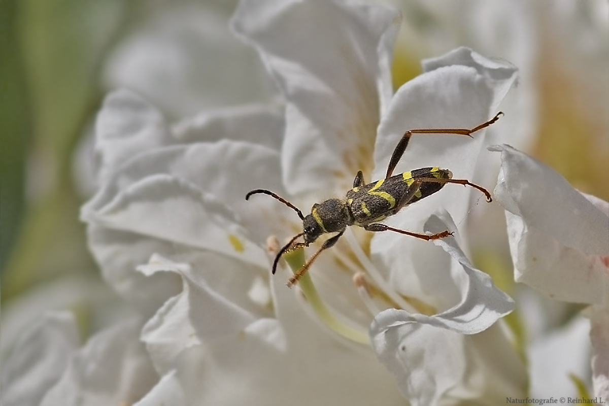 Projekt " Insekten in unserem Garten " :  Echter Widderbock