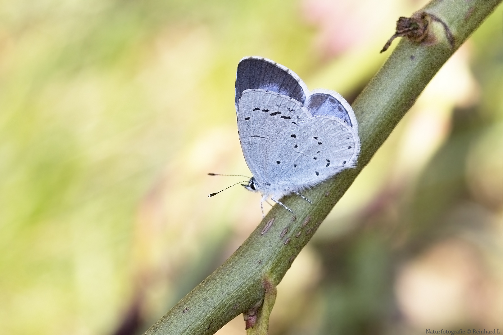  Projekt " Insekten in unserem Garten " :  Faulbaum-Bläuling