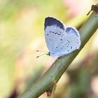  Projekt " Insekten in unserem Garten " :  Faulbaum-Bläuling