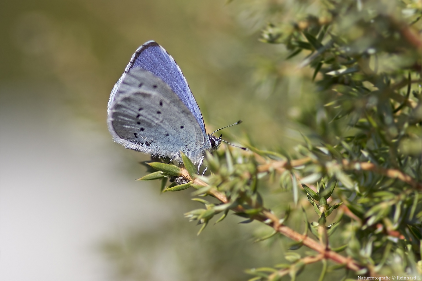 Projekt " Insekten in unserem Garten " : Faulbaum-Bläuling 