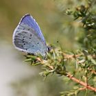 Projekt " Insekten in unserem Garten " : Faulbaum-Bläuling 