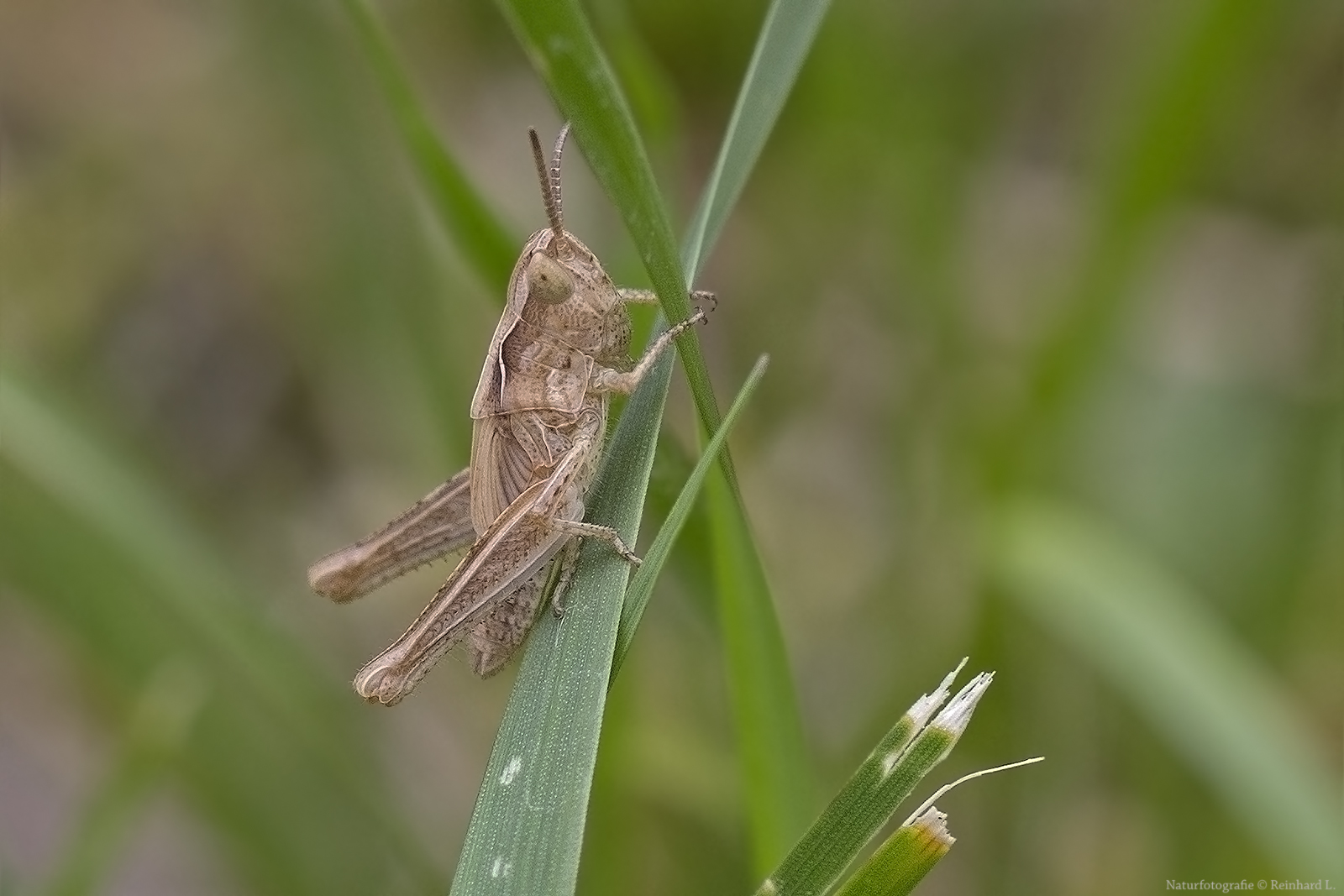 Projekt " Insekten in unserem Garten " :Feld-Grashüpferlarve