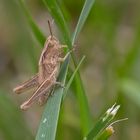 Projekt " Insekten in unserem Garten " :Feld-Grashüpferlarve