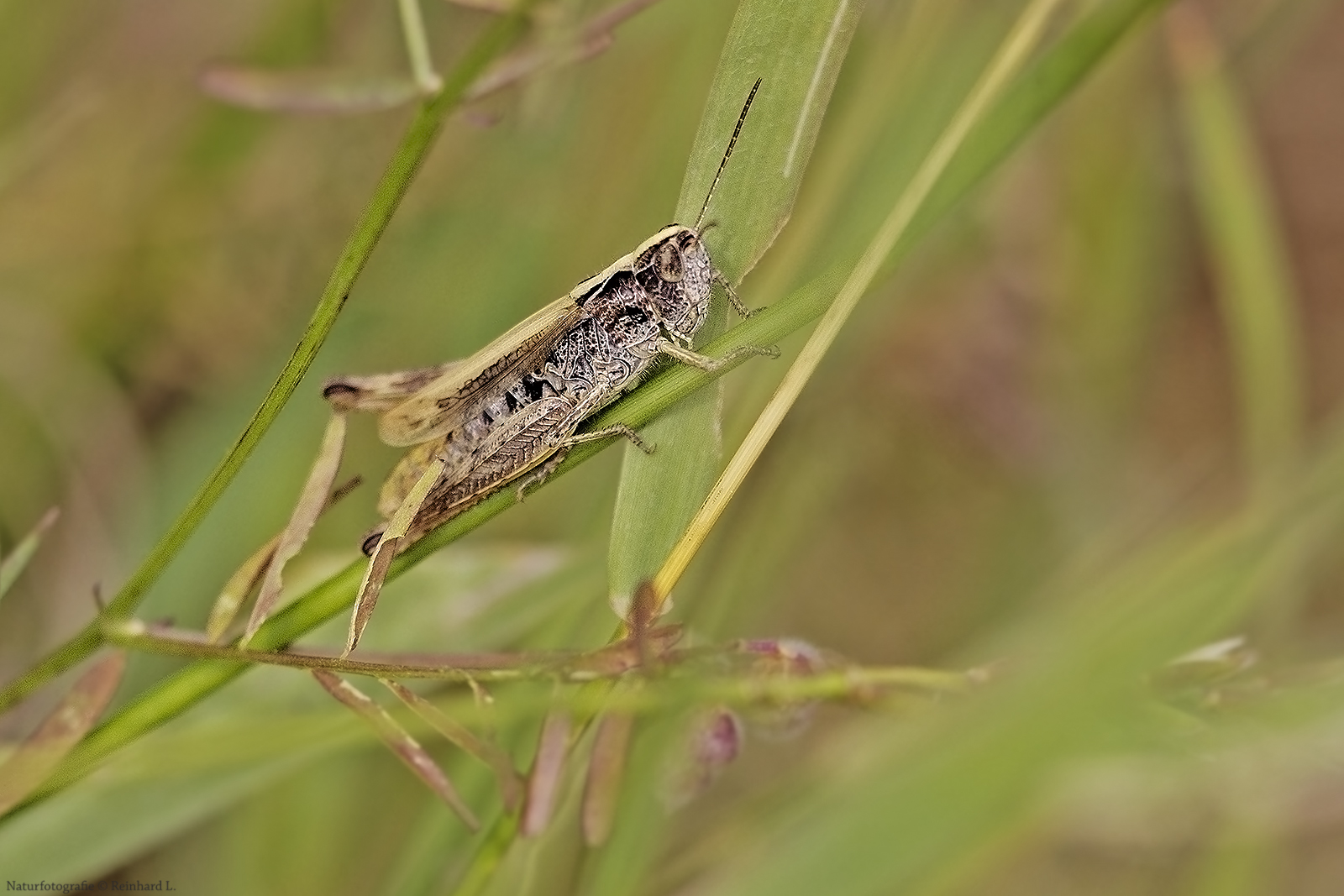 Projekt " Insekten in unserem Garten " : Feldgrashüpfer