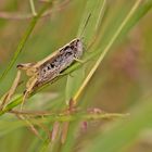 Projekt " Insekten in unserem Garten " : Feldgrashüpfer